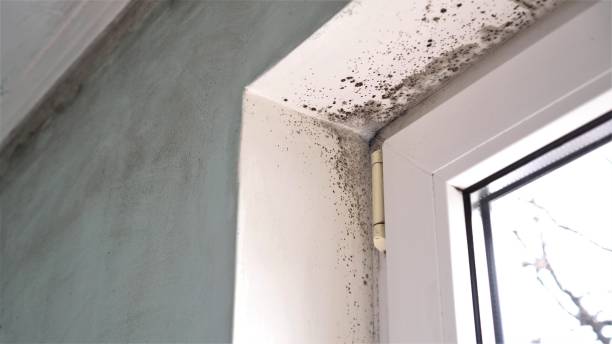 Best Mold Damage Repair  in Whitehall, MI