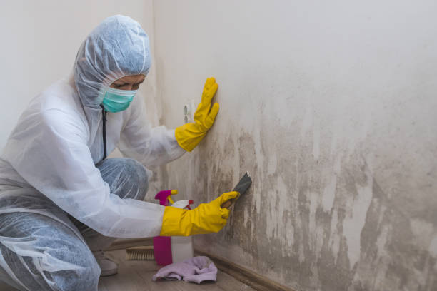 Best Affordable Mold Removal  in Whitehall, MI