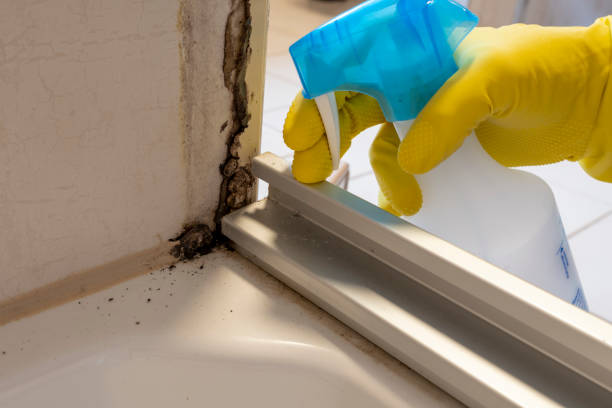 Best Home Mold Removal  in Whitehall, MI