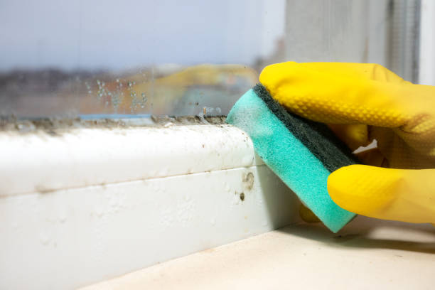 Attic Mold Removal in Whitehall, MI