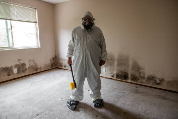 Office Mold Removal Services in Whitehall, MI