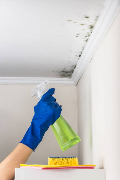 Best Mold Removal Company Near Me  in Whitehall, MI